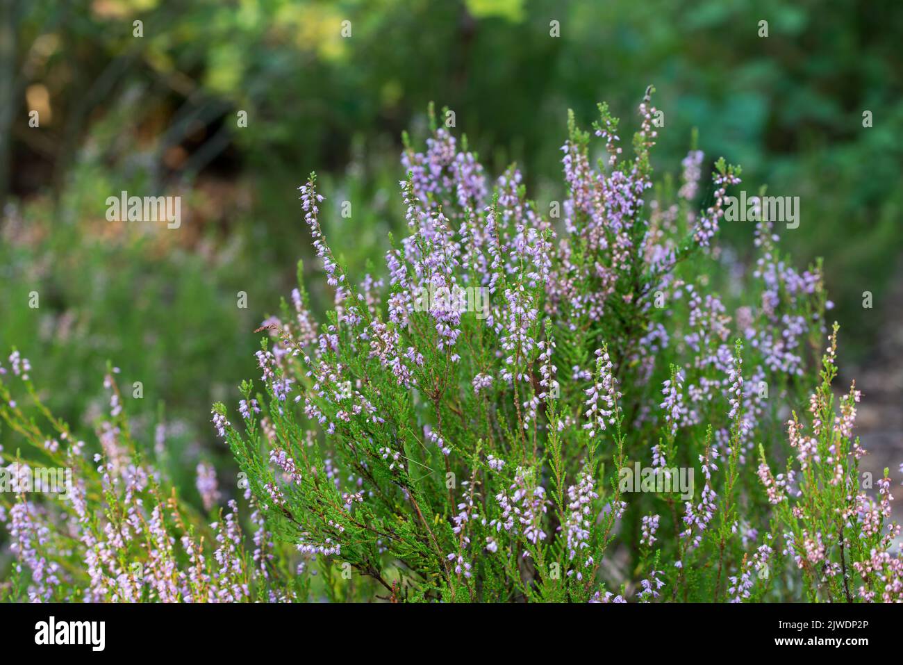 heather flowers in forest closeup selective focus Stock Photo