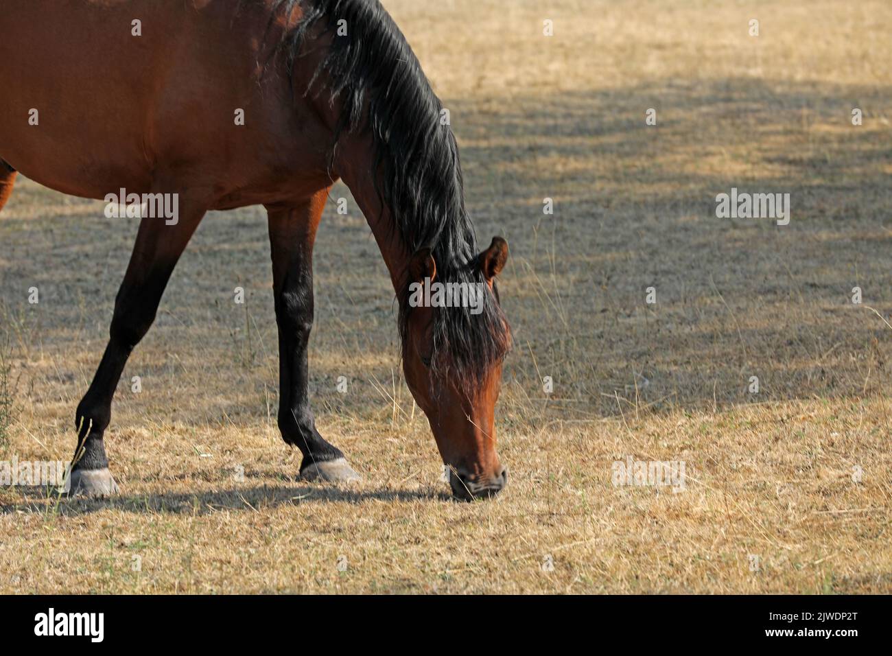 Horse in a Paddock Stock Photo