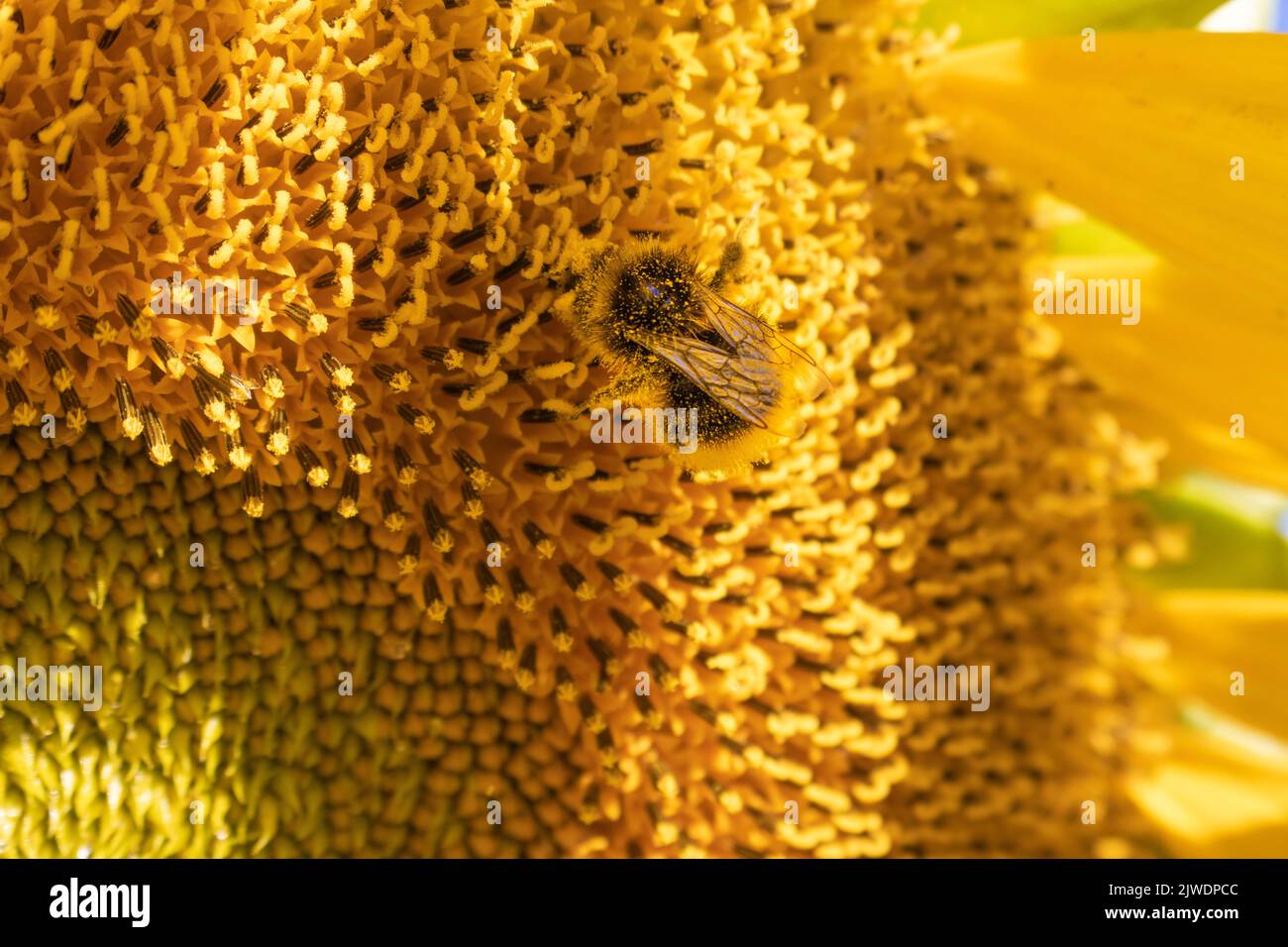 honey bee drunk on pollen from a sunflower 3 Stock Photo Alamy