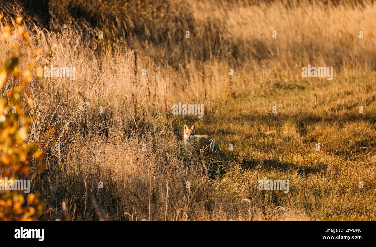 Fox red fox habitat hi-res stock photography and images - Alamy
