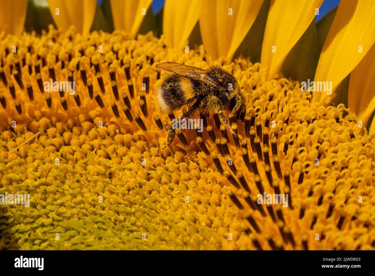 honey bee drunk on pollen from a sunflower 2 Stock Photo Alamy