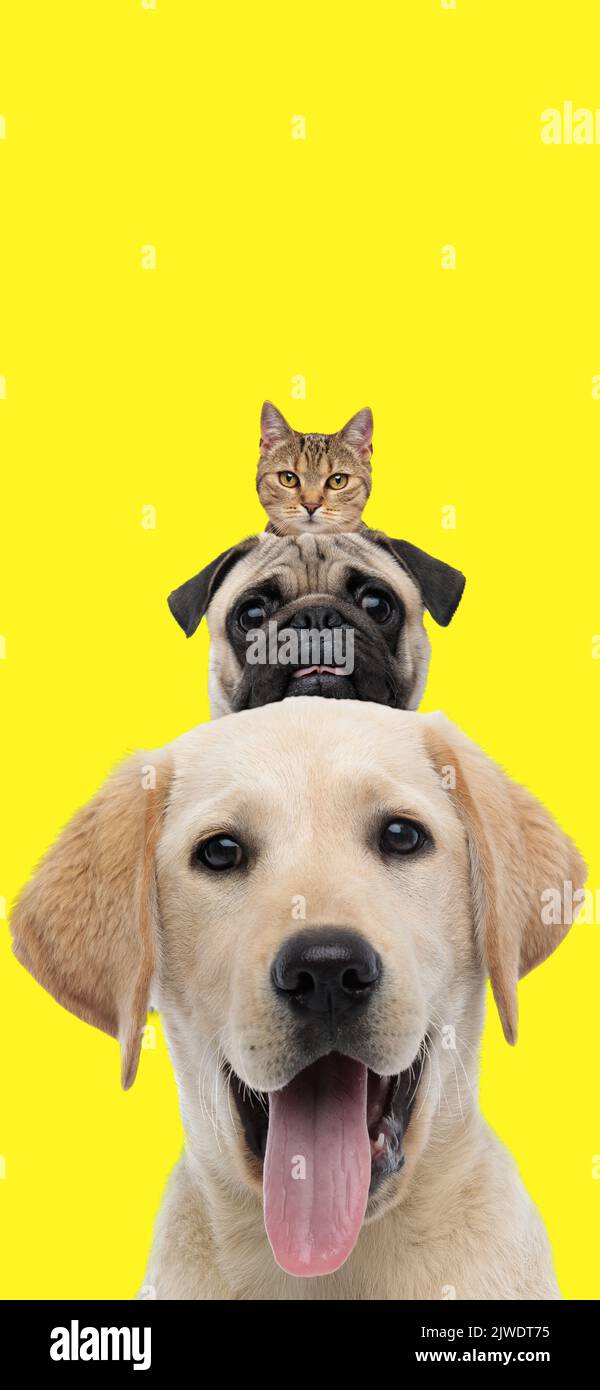 picture of adorable and happy animals, golden retriever, pug and tabby cat on yellow background Stock Photo