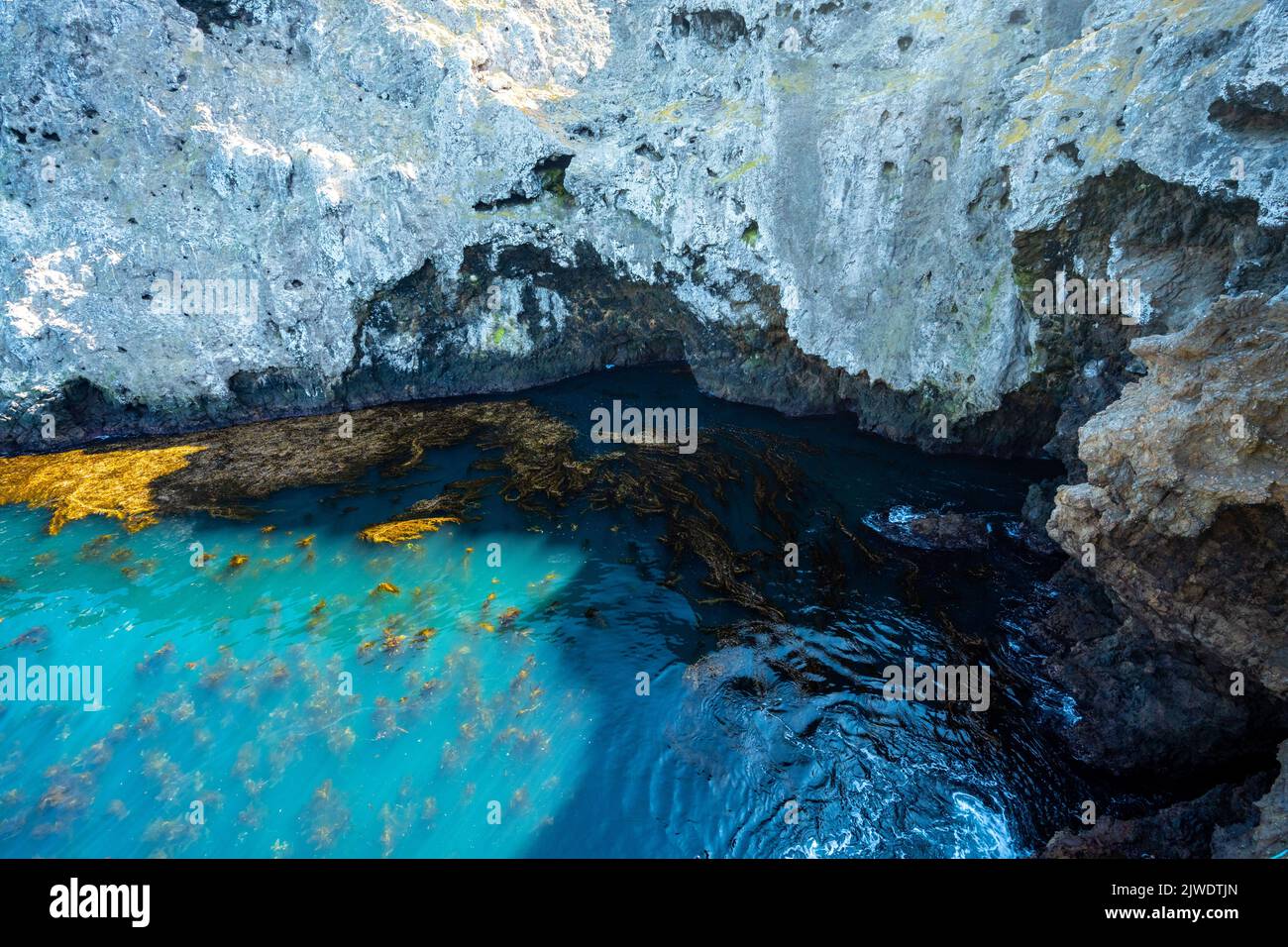 Seaweed and Blue Water Along Anacapa Island Coast in Channel Islands Stock Photo