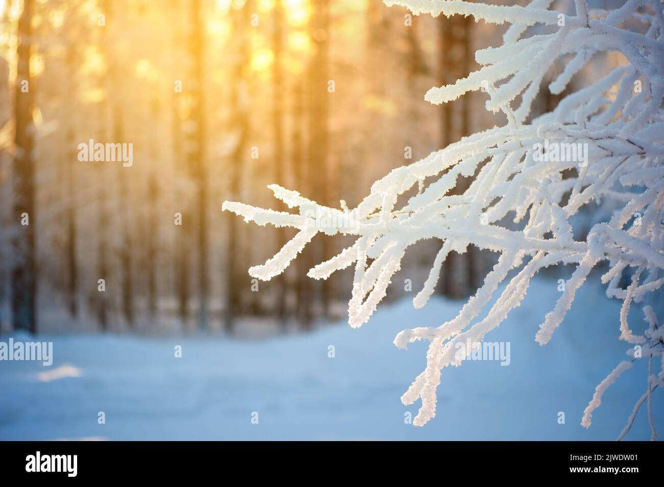 Snowy birch tree branch against blurred winter forest and sunlight in the background. Stock Photo