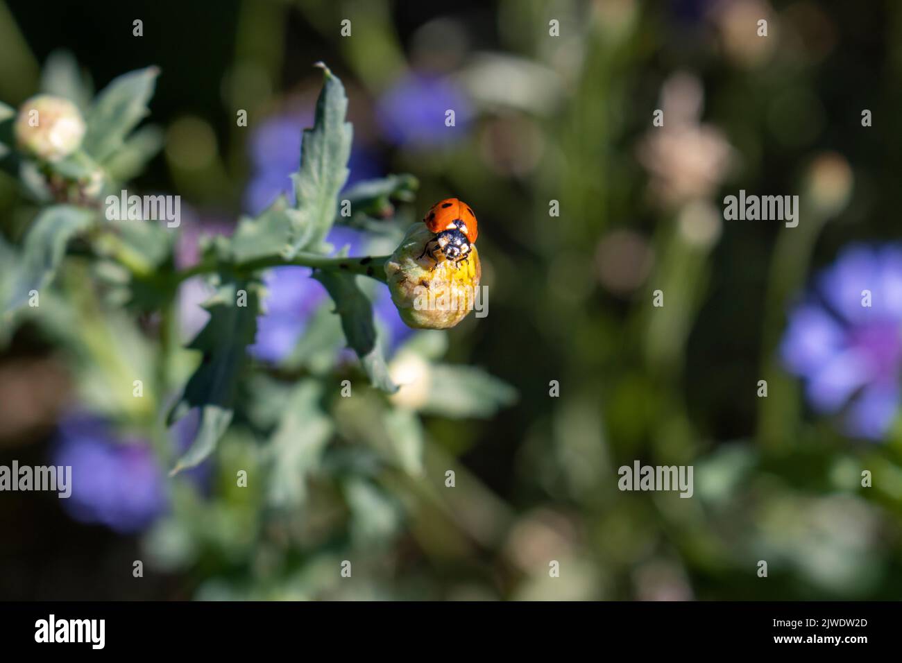 A ladybird balancing on a cornflower bud Stock Photo