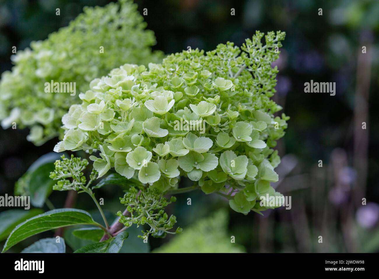 Telekorsatuvlarda erotik chaqnashlar