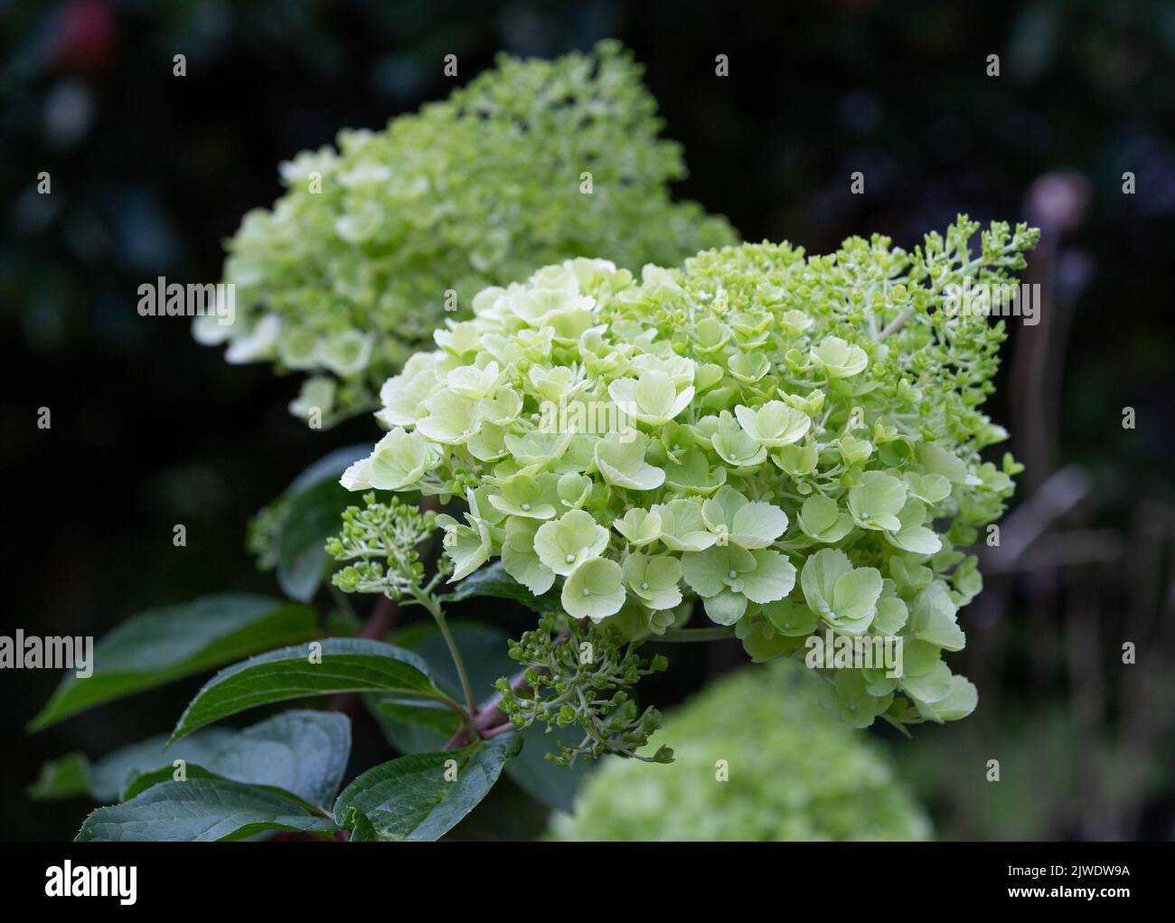 Hydrangea paniculata 'Polar Bear'. This hydrangea has huge conical blooms that start off as lime green which turn cream once they are fully open. Stock Photo