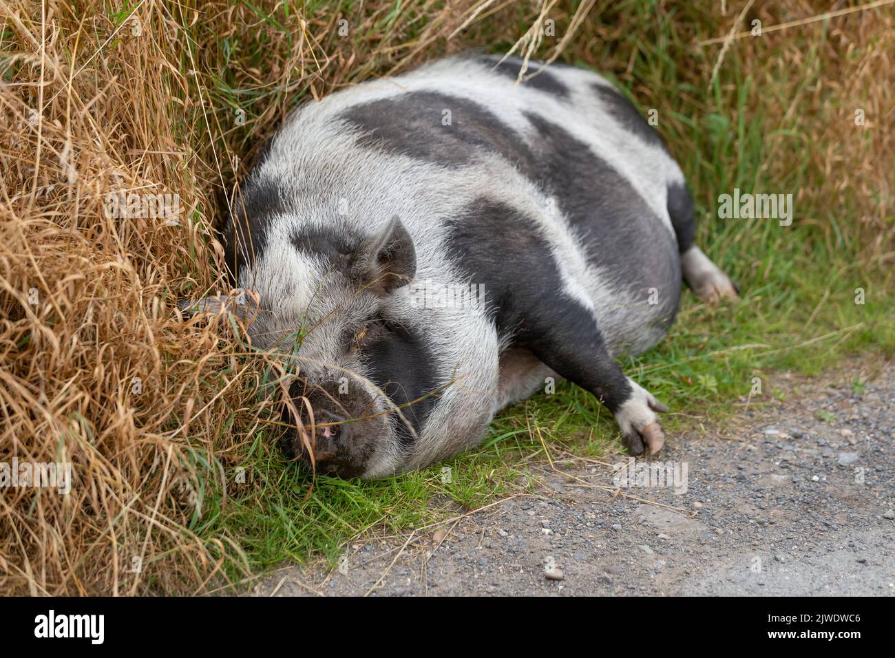 A black and white domestic pig asleep at the side of a lane. Stock Photo