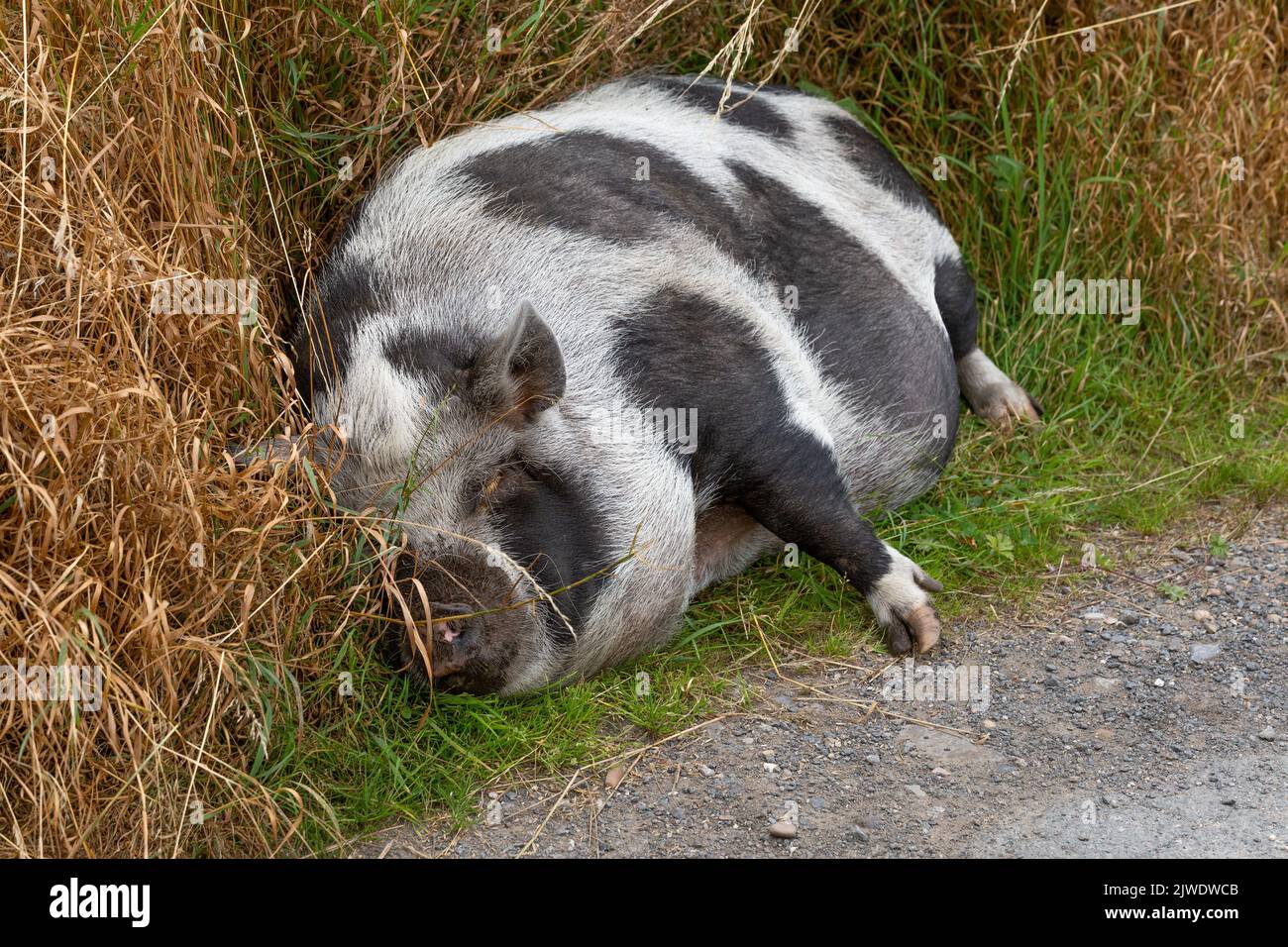 A black and white domestic pig asleep at the side of a lane. Stock Photo