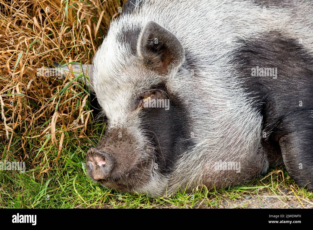 A black and white domestic pig asleep at the side of a lane. Stock Photo