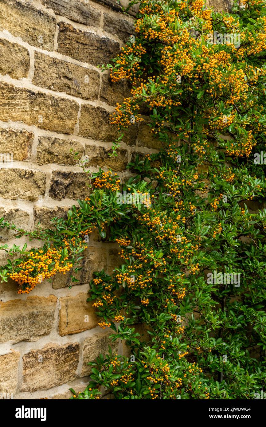 Pyracantha with orange berries growing up a brick wall. Stock Photo