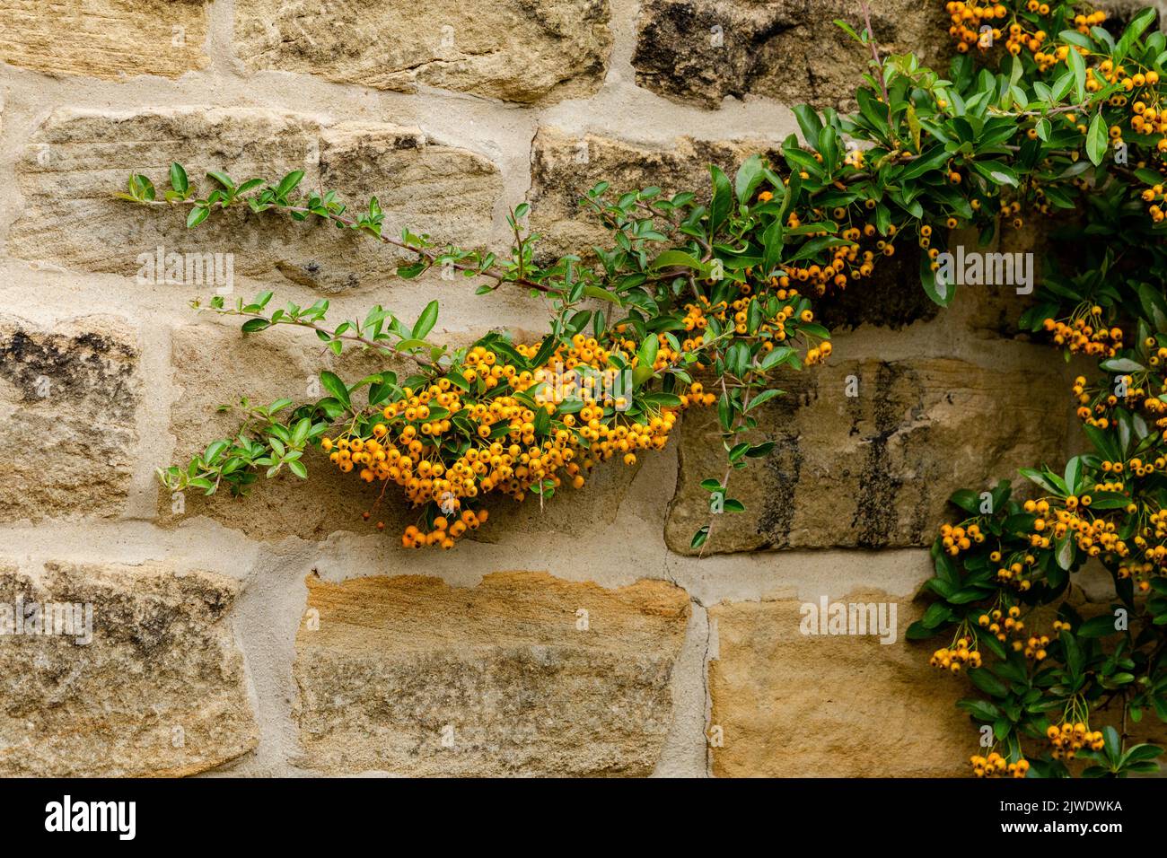 Pyracantha with orange berries growing up a brick wall. Stock Photo