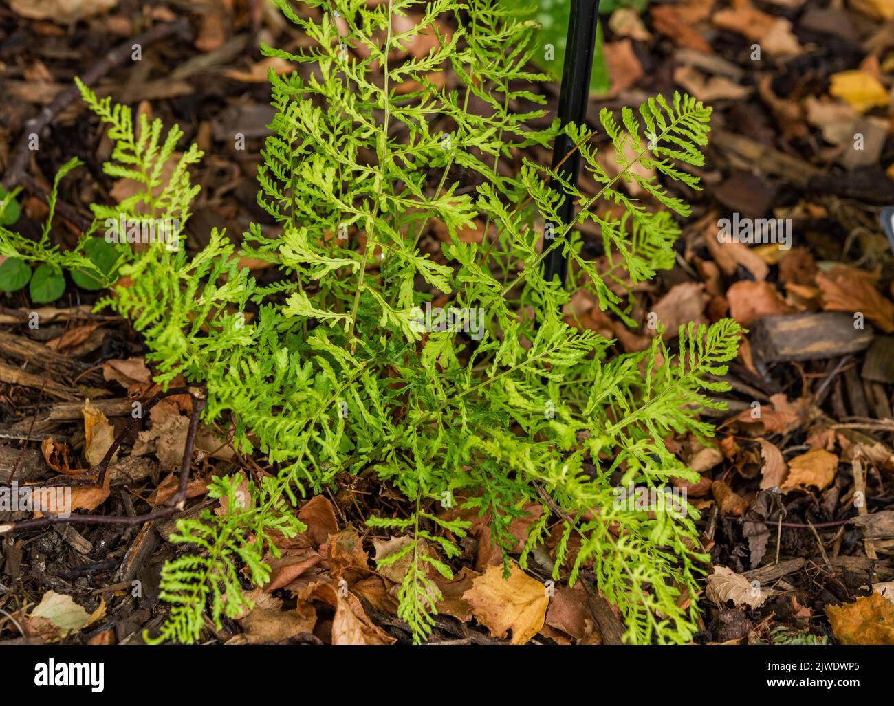 Dryopteris Affinis. Scaly Male Fern. Stock Photo