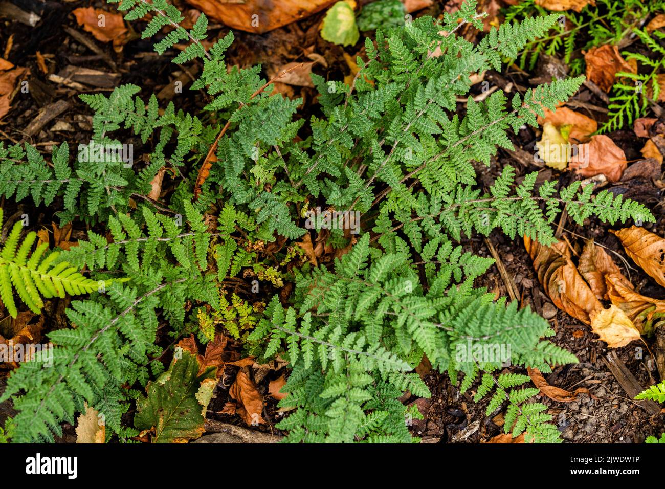 Cheilanthes lanosa (Hairy lip fern). Stock Photo