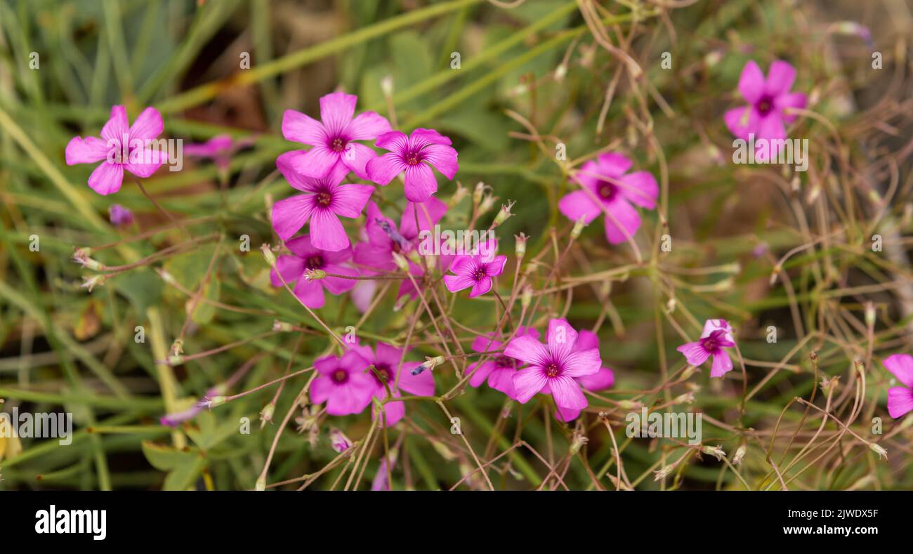 Oxalis Articulata in flower. Also known as pink sorrel, pink wood sorrel, windowbox wood sorrel. Stock Photo