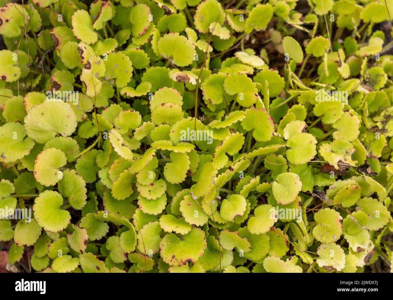 Saxifraga hirsuta (Robertsoniana saxifrage) Stock Photo