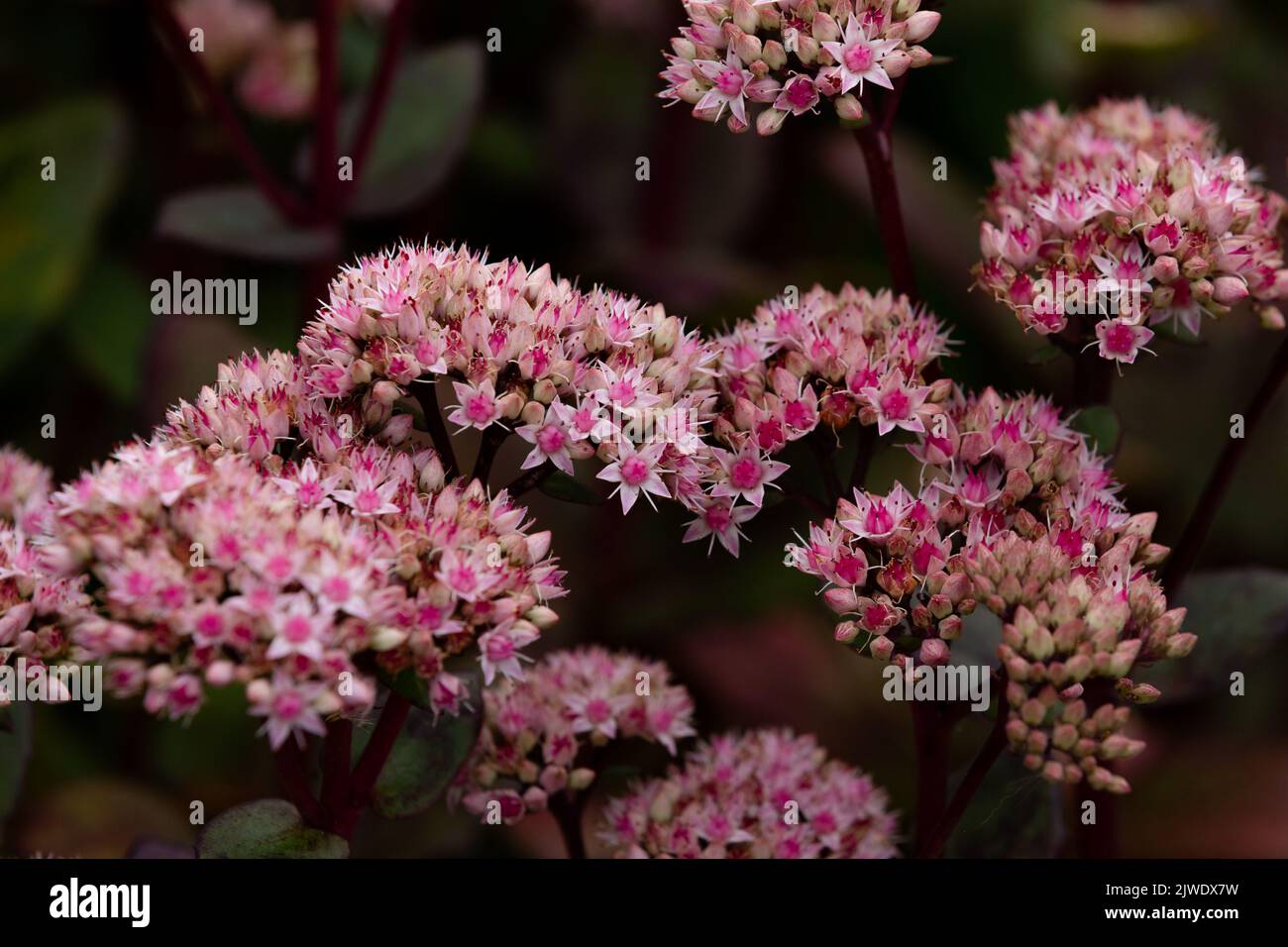 Butterfly stonecrop flowers (sedum). Stock Photo