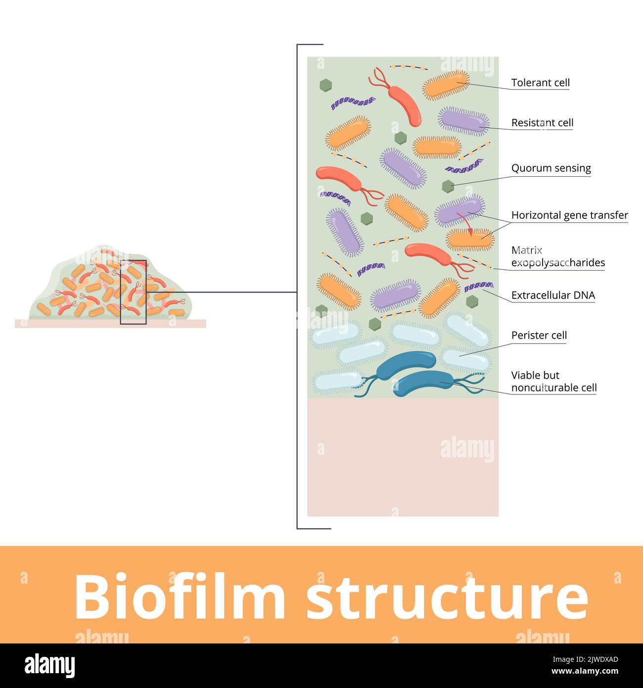 Biofilm structure. Structure is composed active (both resistant and tolerant) and viable but not culturable cells persisters as well polysaccharides Stock Vector