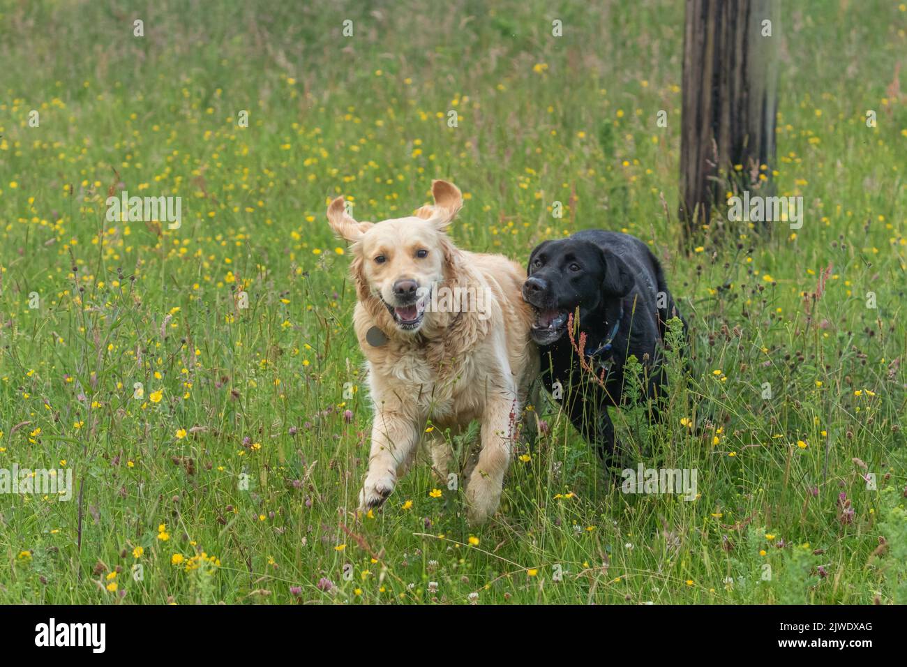 A golden retriever and a black labrador retriever running together in a field. Stock Photo