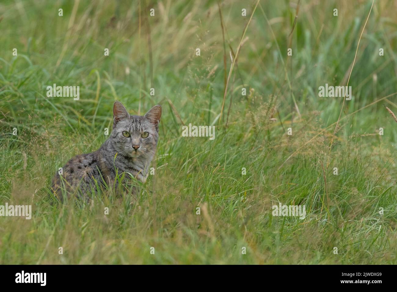 An Egyptian Mau cat in a field. Stock Photo