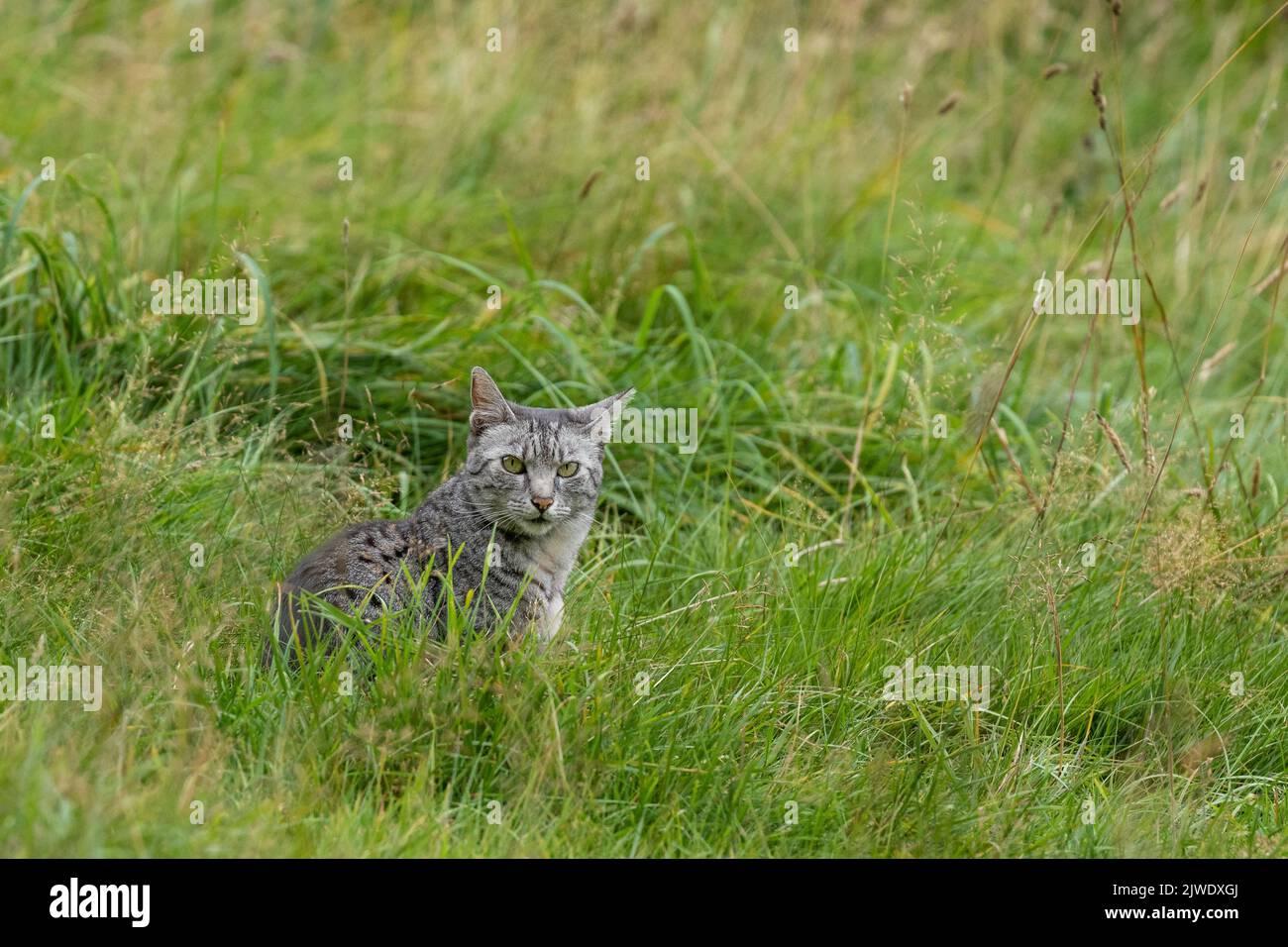An Egyptian Mau cat in a field. Stock Photo