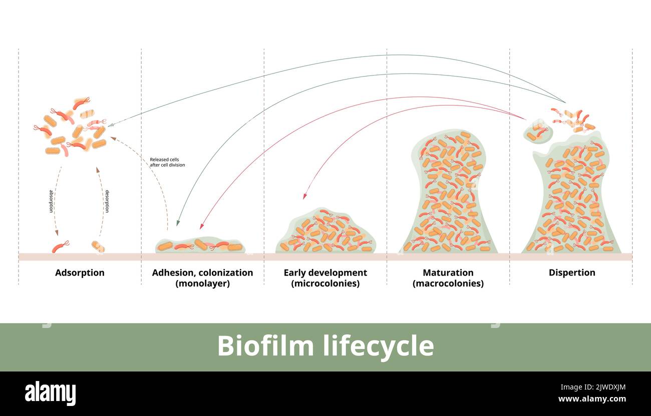 Biofilm formation. Process of biofilm formation with mechanics of its development and growth. Stages include first contact, strong adhesion, formation Stock Vector
