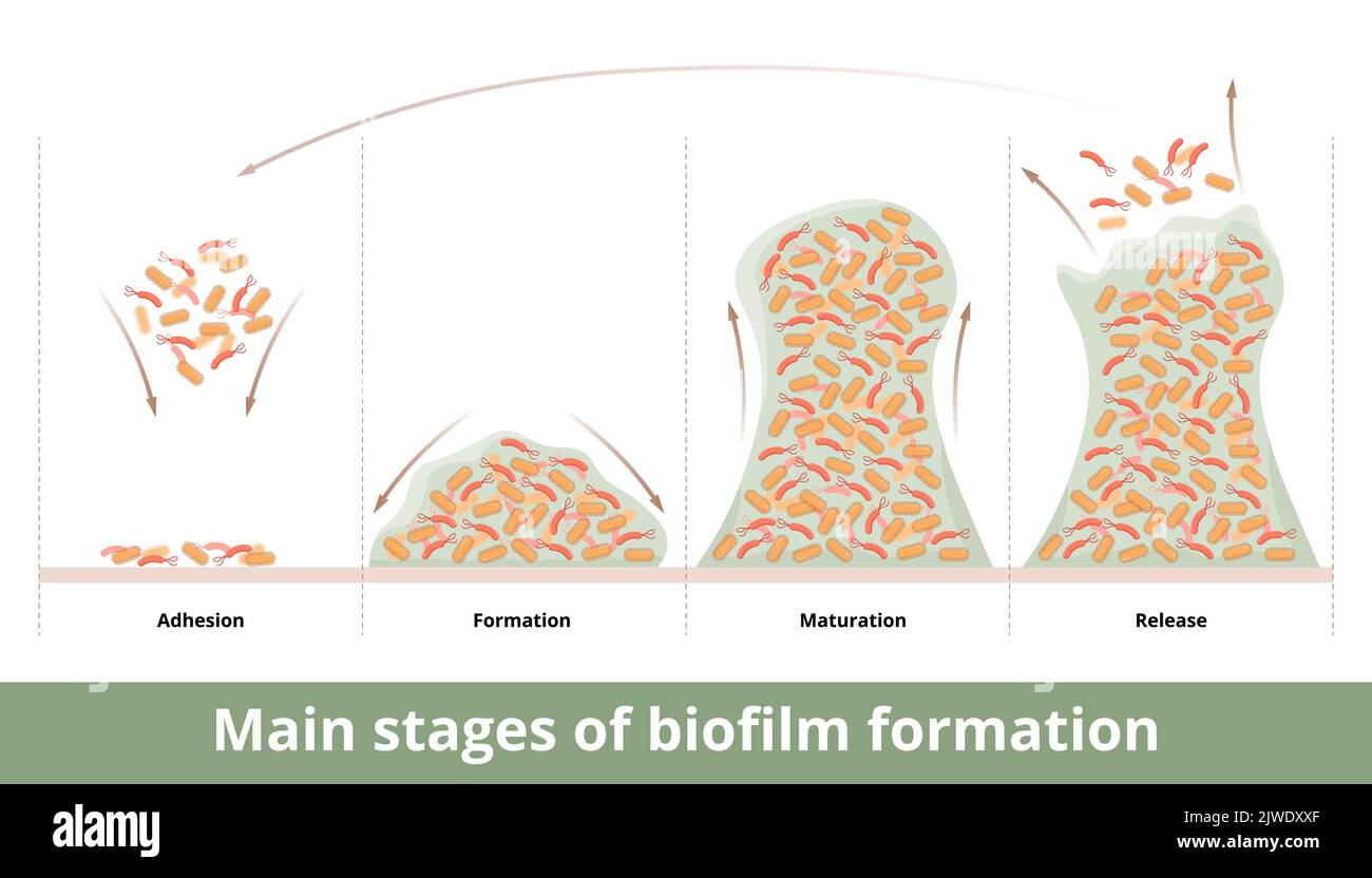 Main stages of biofilm formation. Cells (bacteria) attach to surfaces and form a biofilm. Four stages: adhesion, formation, maturation, dispertion Stock Vector