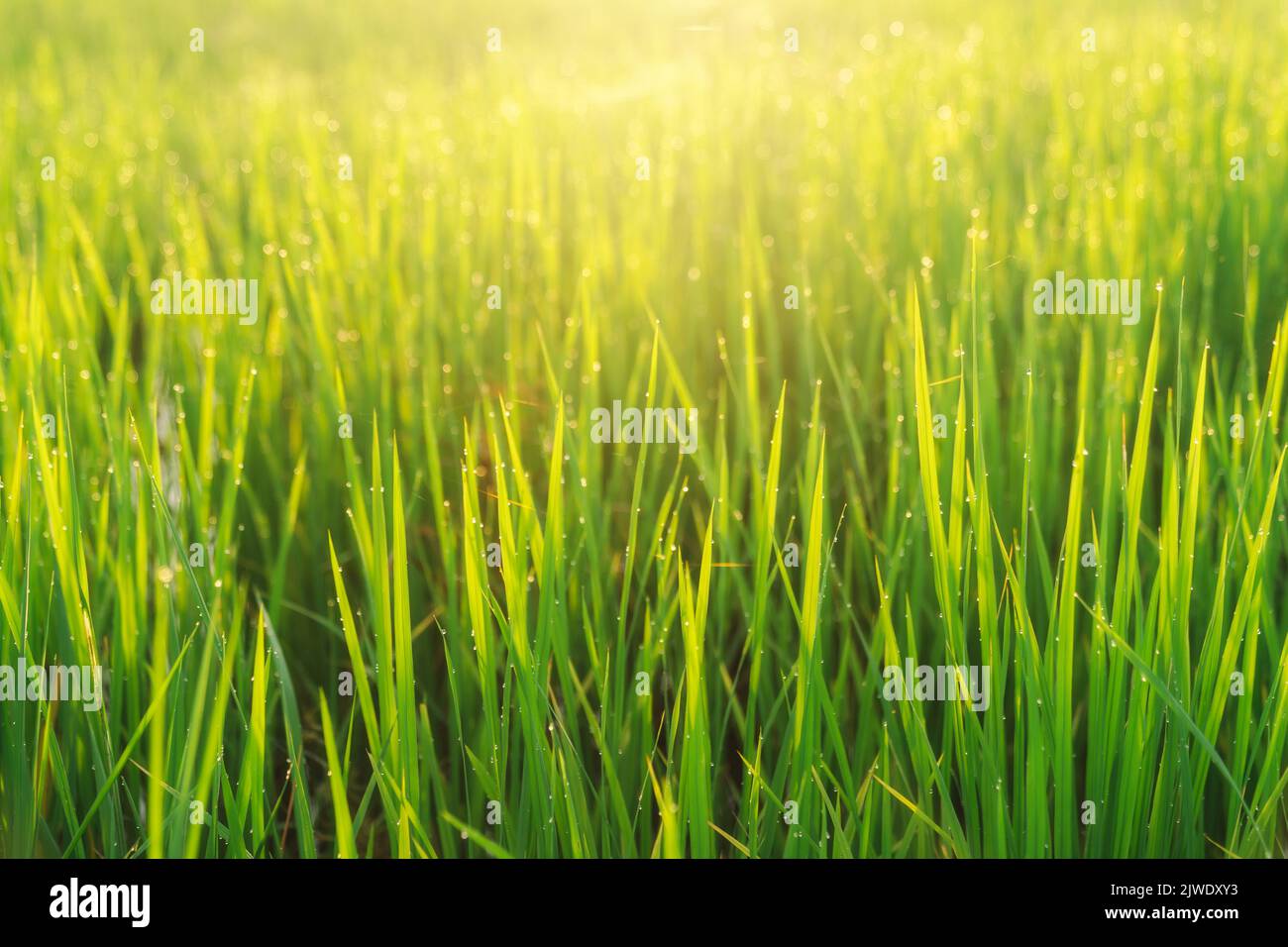 Beautiful sunrise in rice field Stock Photo - Alamy