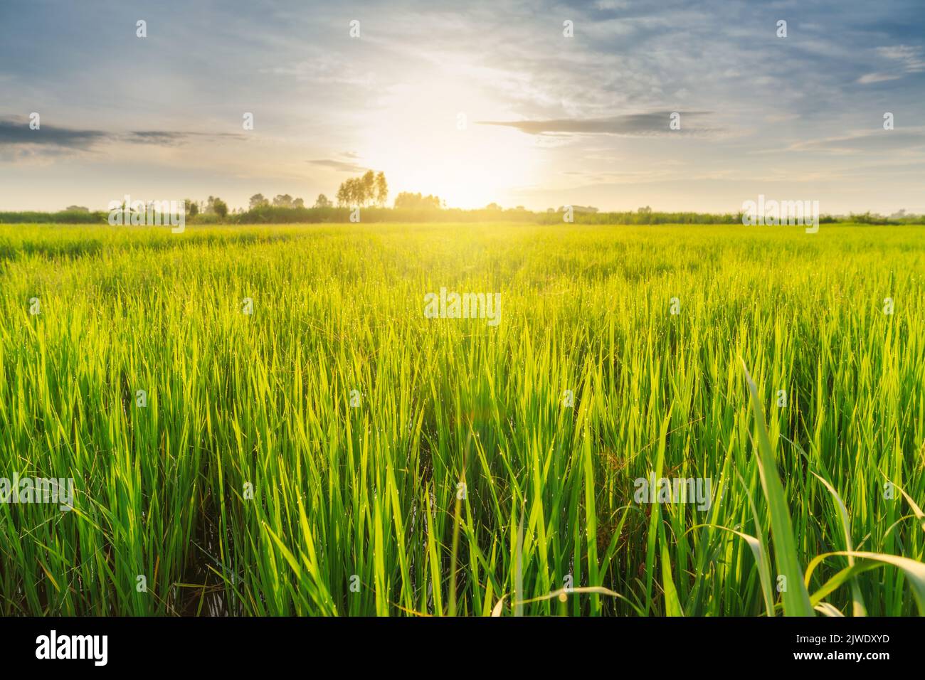 Beautiful sunrise in rice field Stock Photo