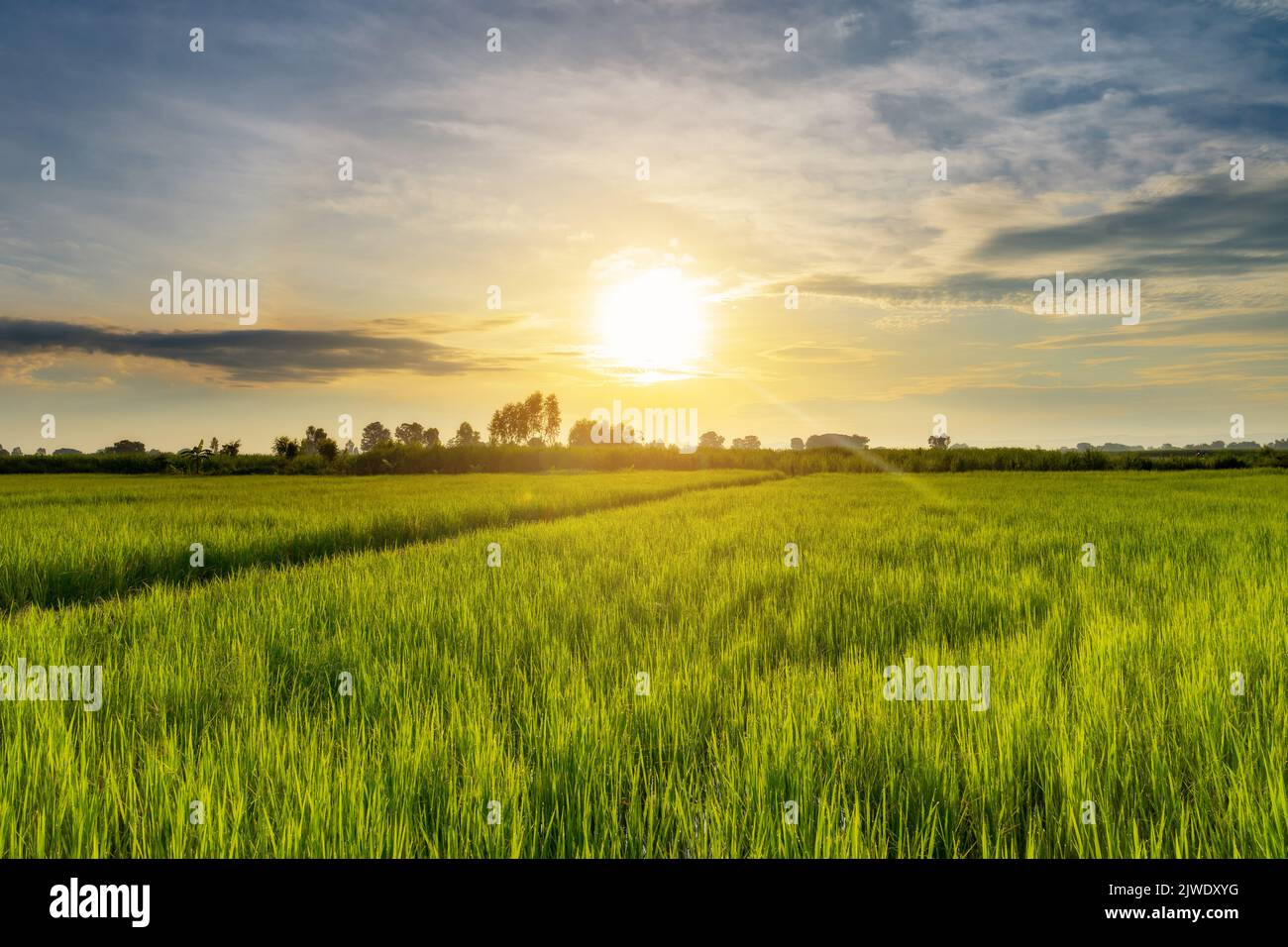 Beautiful sunrise in rice field Stock Photo