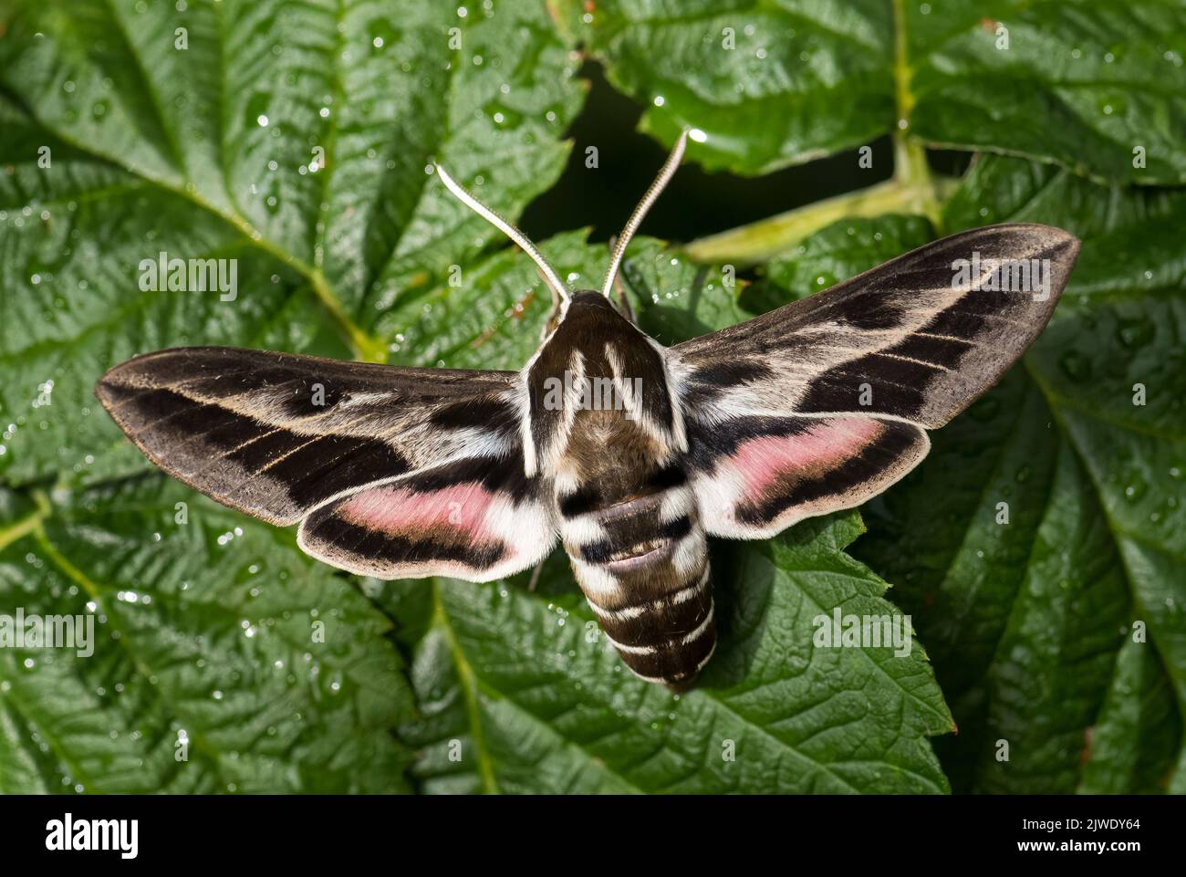 Barbary spurge hawk-moth - Hyles tithymali, beautiful colored hawk-moth from North Africa and Canary Islands. Stock Photo