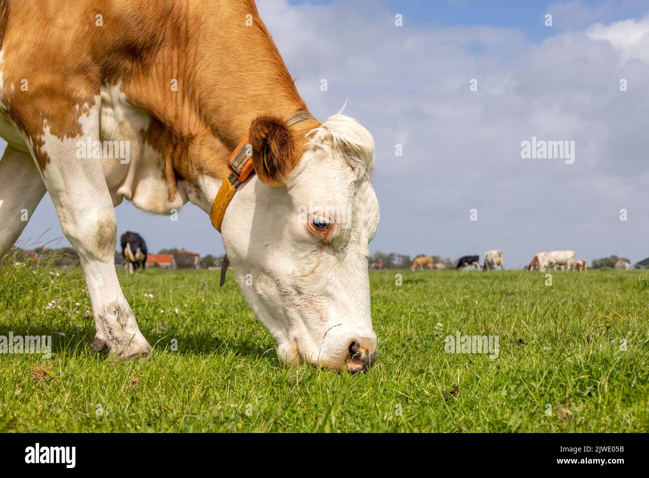 Grazing cow, eating blades of grass, red and white in a pasture, close up of a snout in a green field Stock Photo