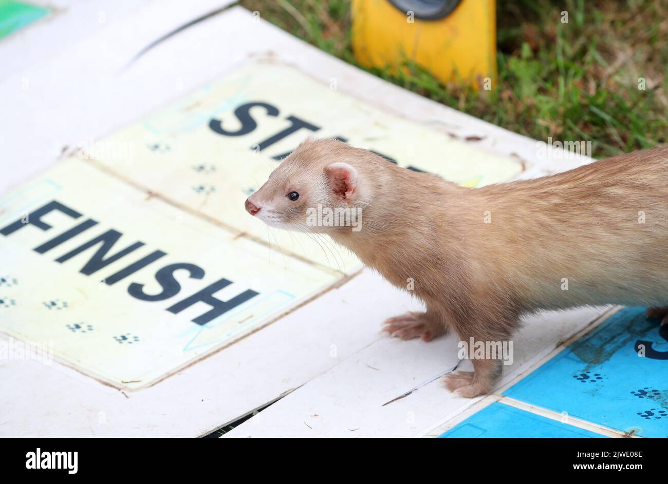 Ferret Racing at a country show in the UK Stock Photo