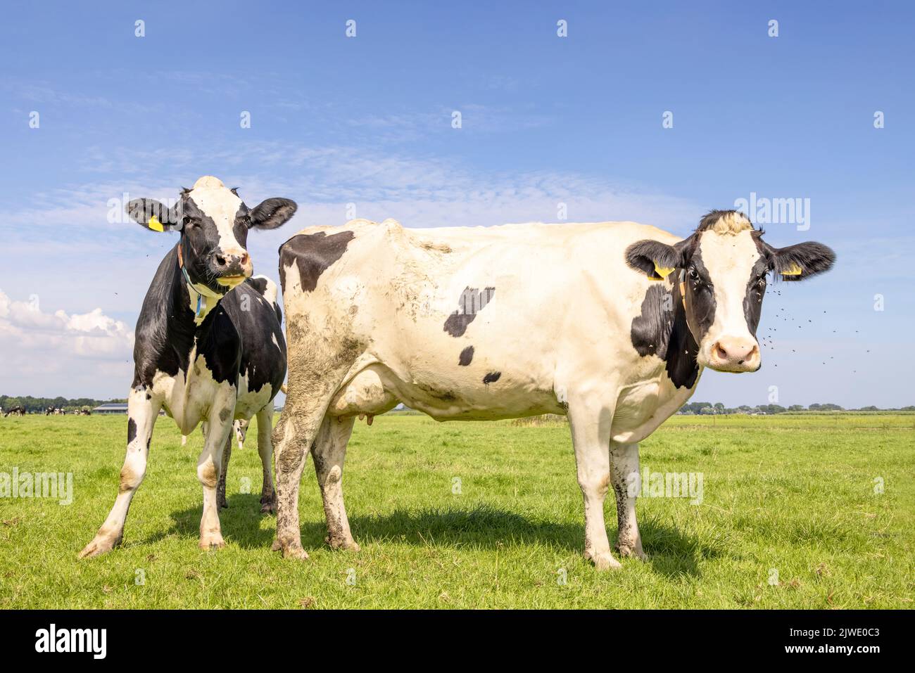 Two cows looking cheeky curious and cheerful together, black and white in a green field and blue sky horizon over land, frisian holstein Stock Photo