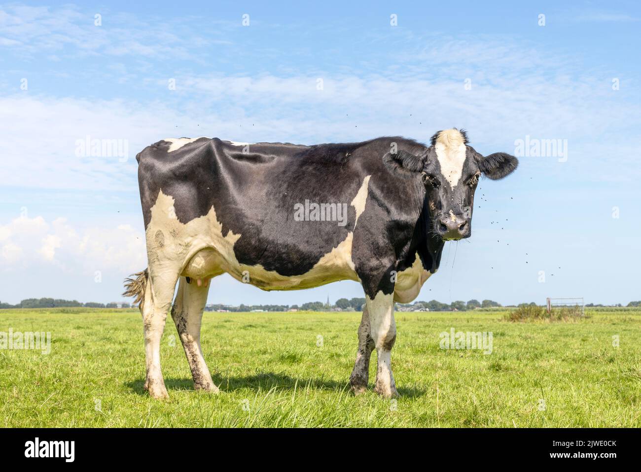 One cows, side view, frisian holstein black and white standing in a ...