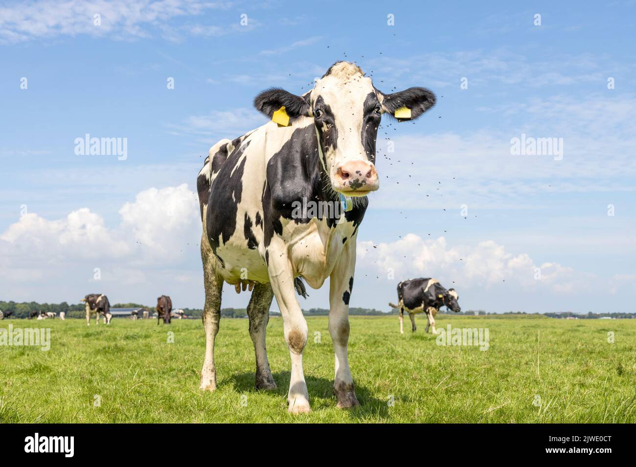Cow and flies, buzzing and flying, nosy black and white, oncoming and approaching walking towards and looking at the camera standing in a pasture unde Stock Photo