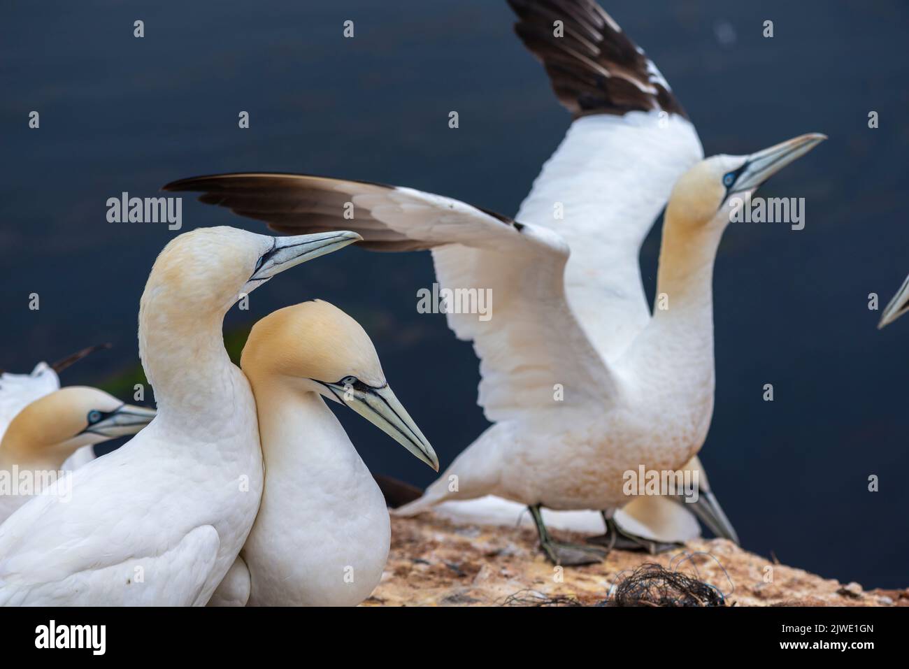 Northern Gannets (Morus bassanus) on Helgoland cliff, high seas island Heligoland, nest with seabirds, North Sea,Schleswig-Holstein, Northern Germany Stock Photo