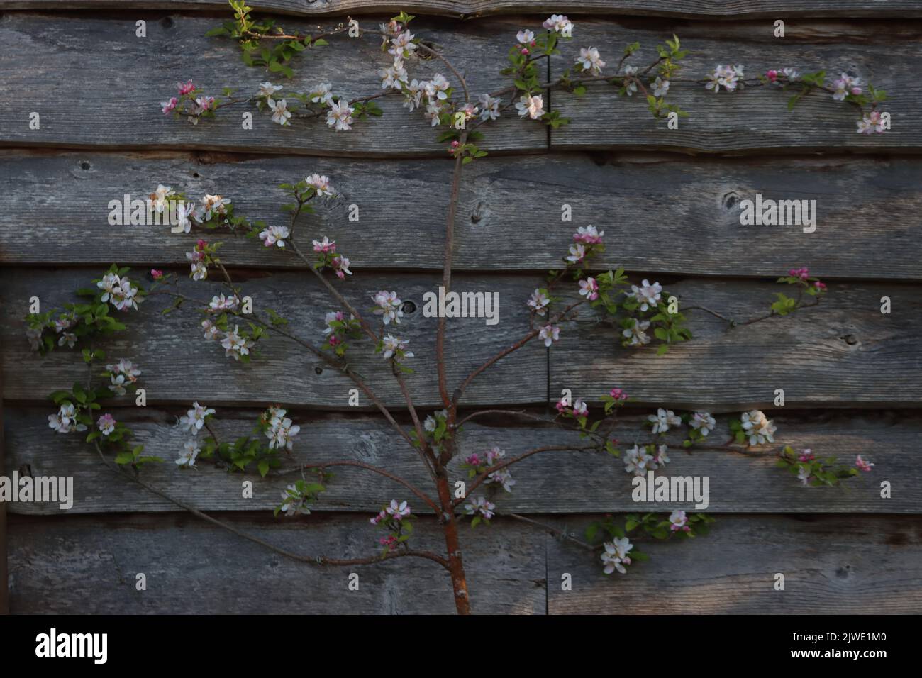 An Espalier apple tree in blossom Stock Photo Alamy