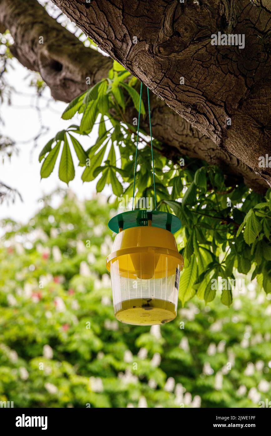 Mosquito attractant hires stock photography and images Alamy