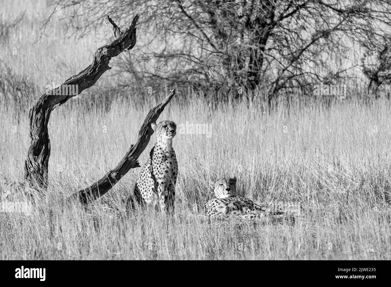 A trio of Cheetahs in Kalahari savannah Stock Photo