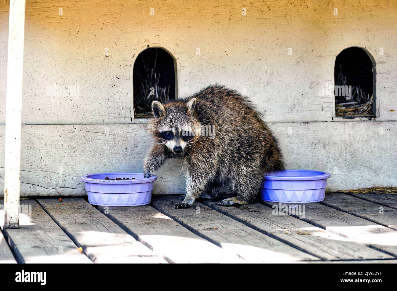 Raccoon eats food from doggy bowl Stock Photo Alamy