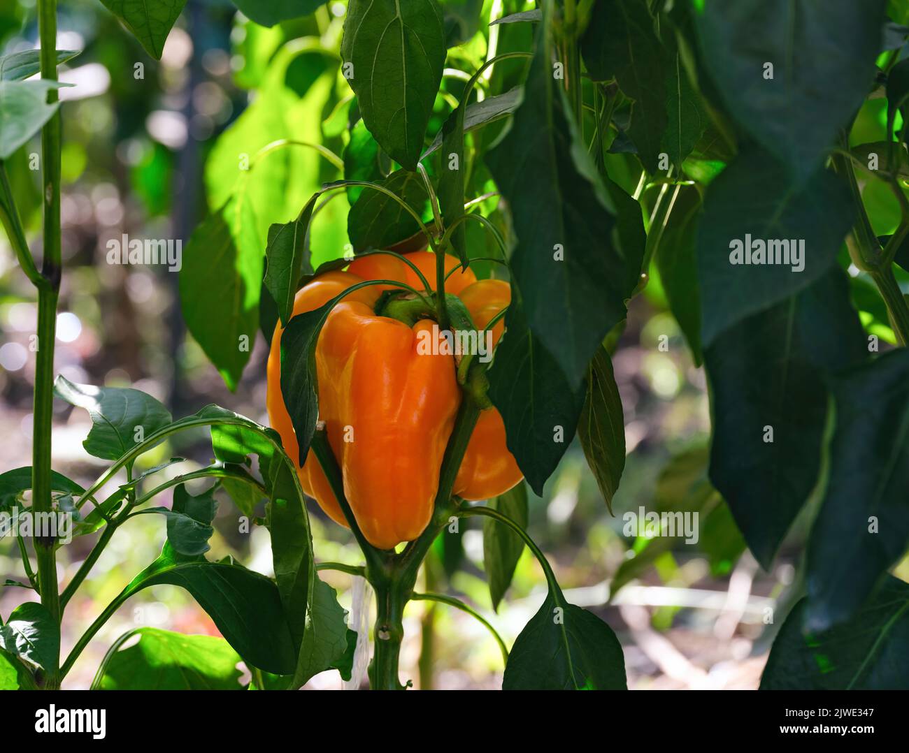An organic orange bell pepper on a bush in the garden Stock Photo