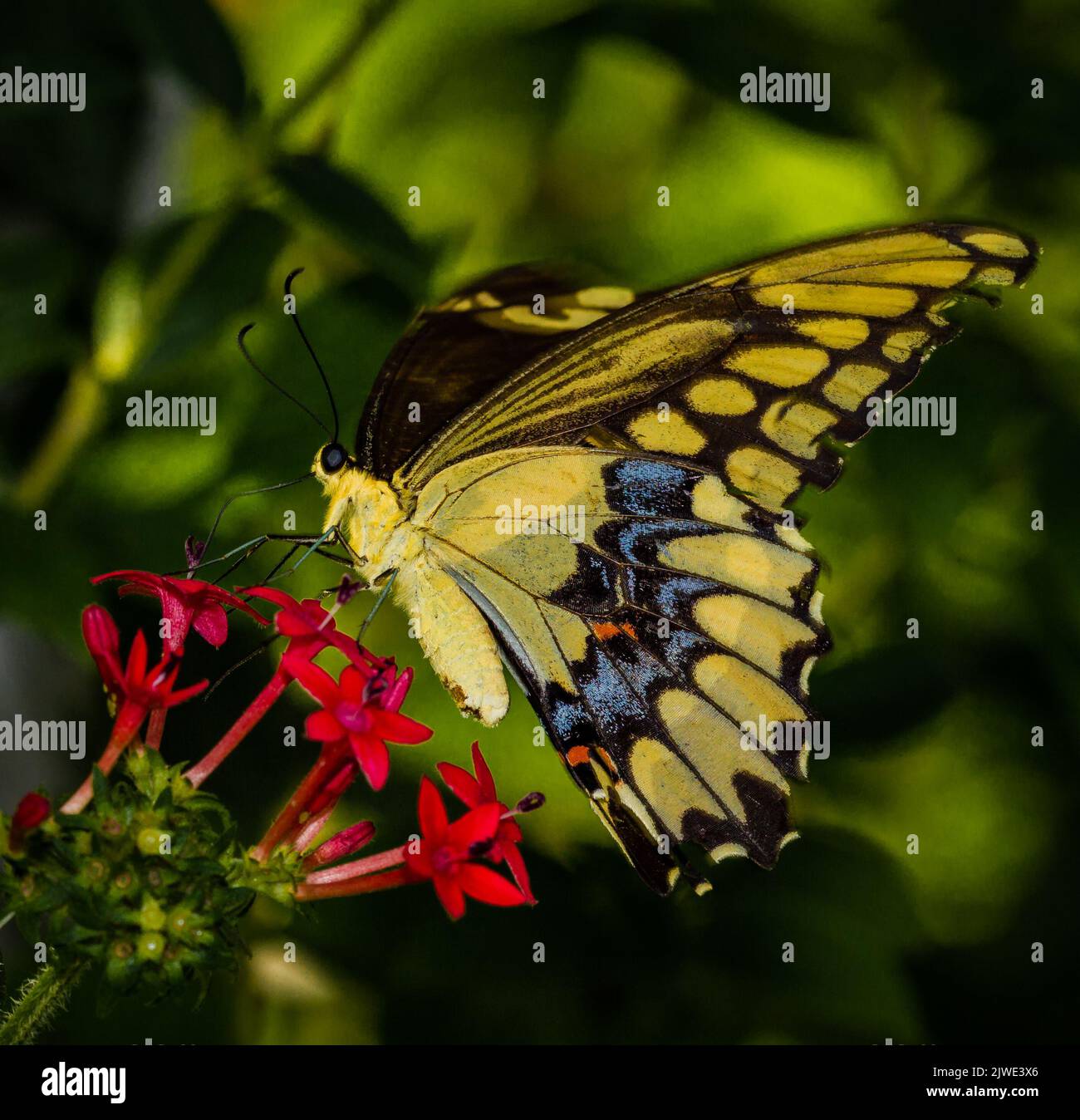 Yellow and black swallowtail polinating red flowers Stock Photo