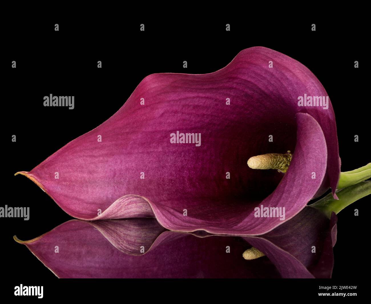 Calla lily cut out hi-res stock photography and images - Alamy