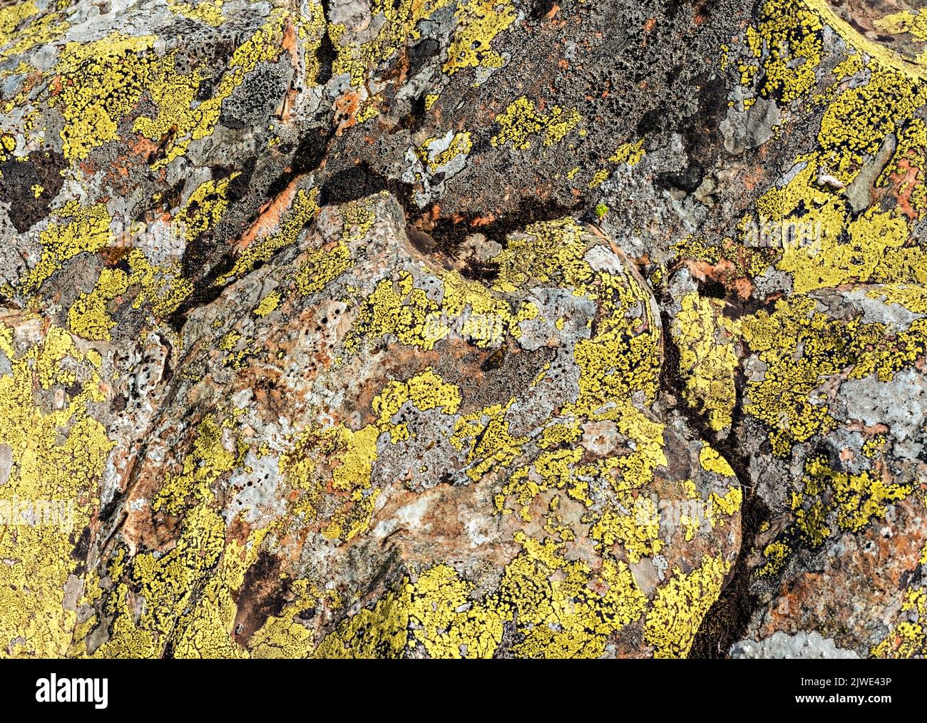 surface of the stone is covered with yellow green lichens and moss ...