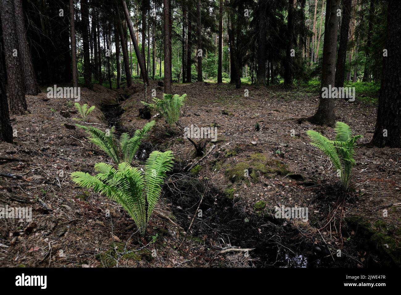 fern in coniferous boreal forest in Finland Stock Photo