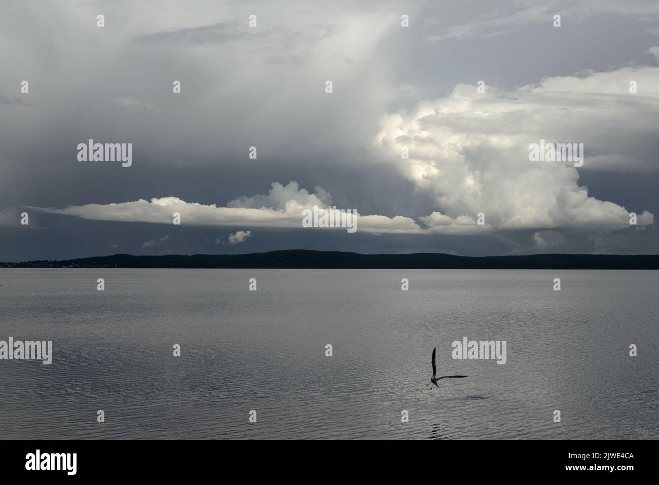 view of Lake Onega on a cloudy day, seagull flying over water, Petrozavodsk, Russia Stock Photo