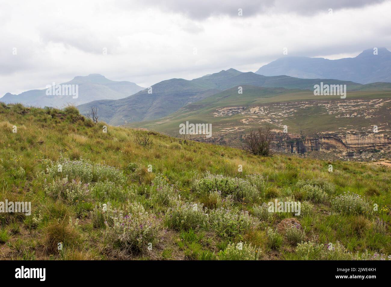 View over the Afro alpine grassland and wildflowers in the Drakensberg Mountains, with cloud covered high peaks in the Background Stock Photo