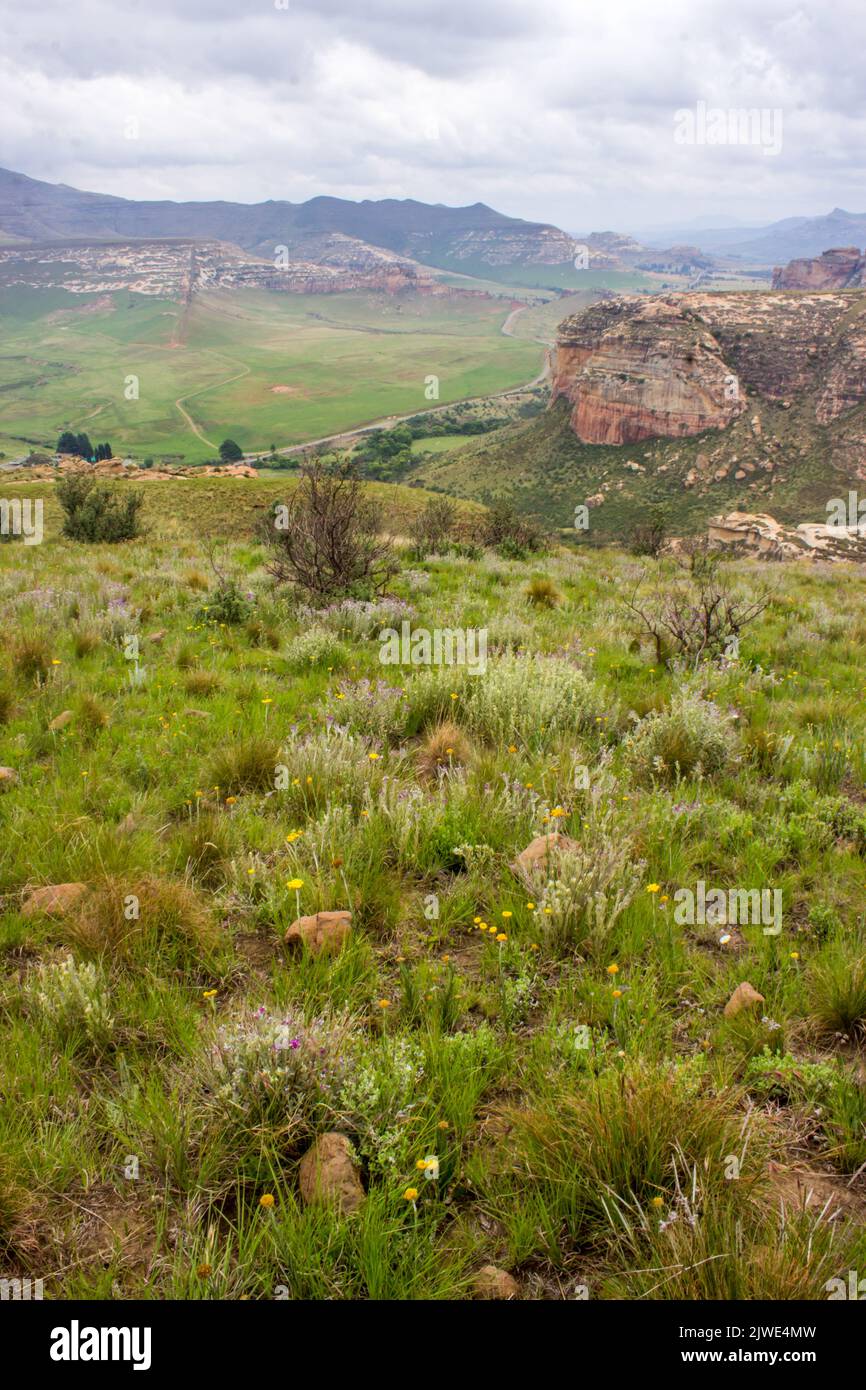 View over a small plateau filled with Afroalpine  wildflowers a in the Drakensberg Mountains with a summer storm gathering in the background Stock Photo