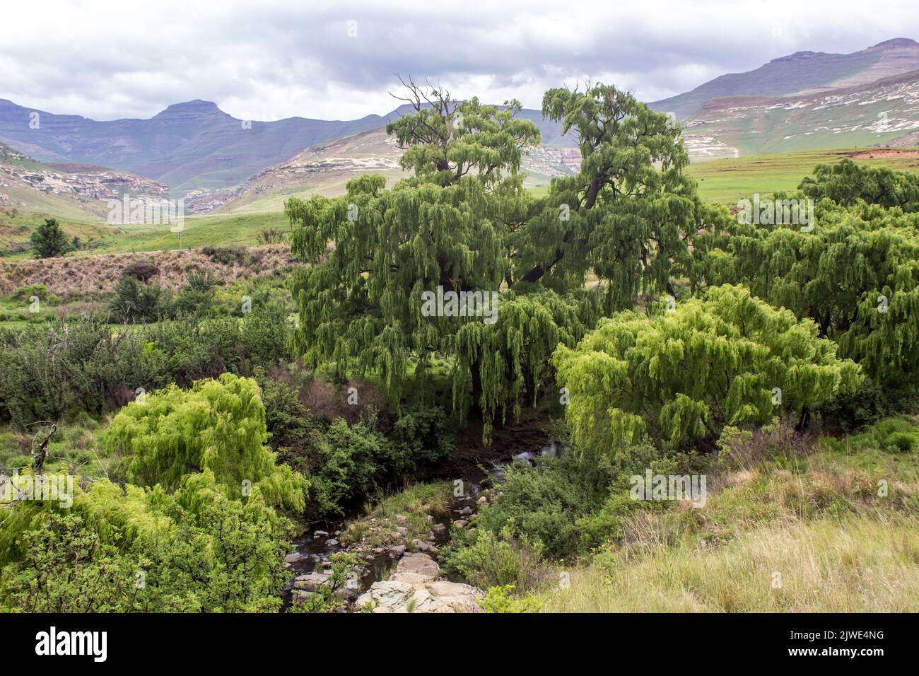 A Weeping Willow, Salix Babylinica, in the Drakensberg Mountains of South Africa, with a gathering storm in the background Stock Photo